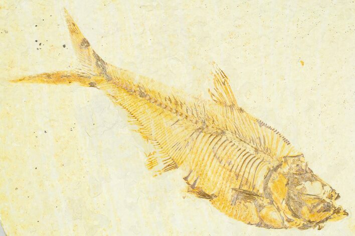 Detailed Fossil Fish (Diplomystus) - Wyoming #379405